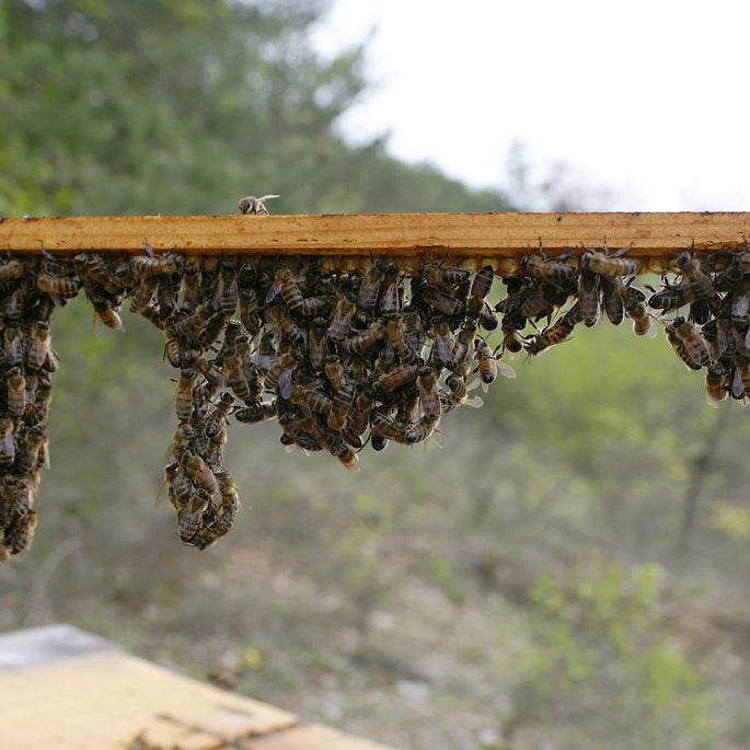 Déclarez vos ruches entre le premier septembre et le 31 décembre
