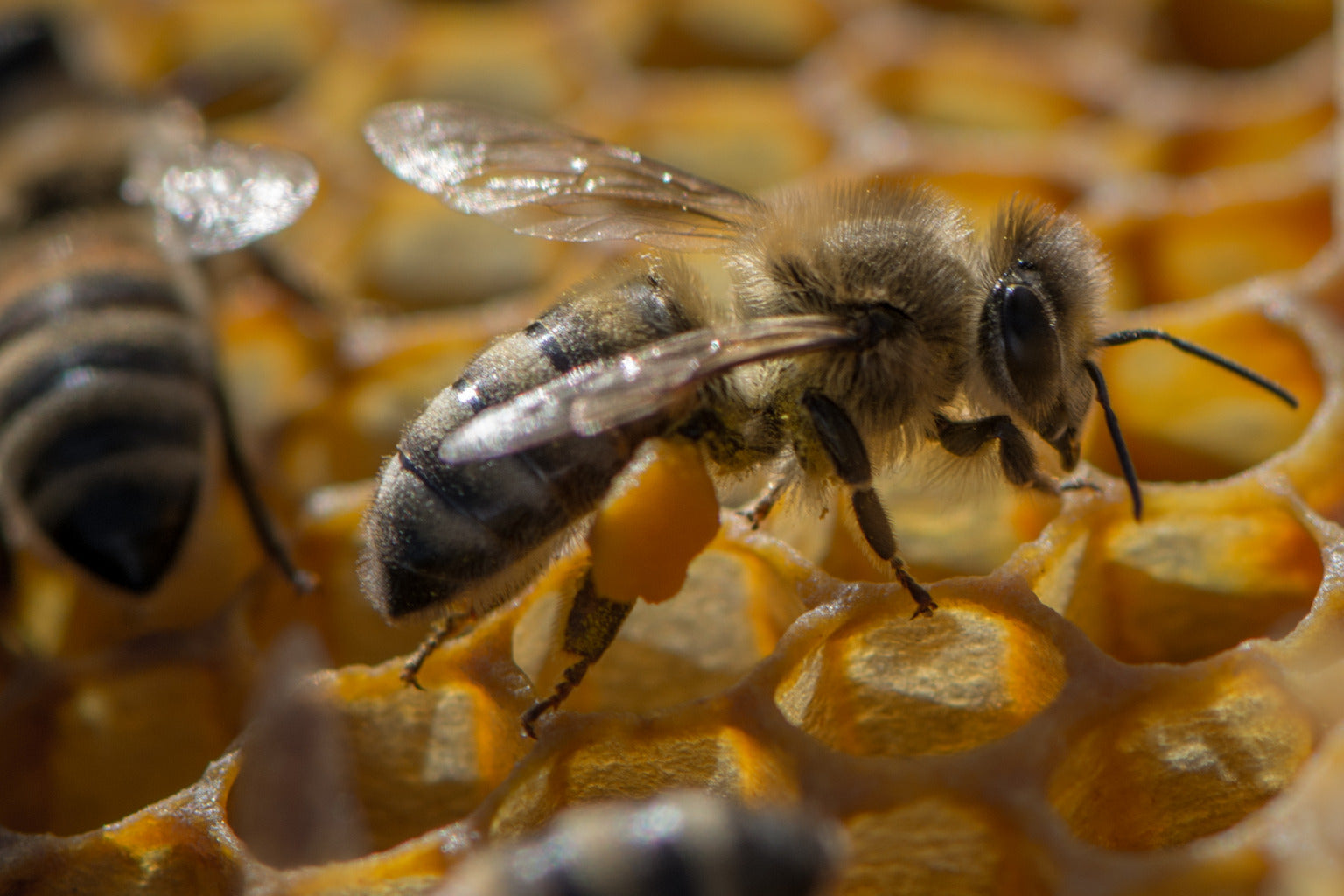 Acheter des essaims et des reines saison 2024