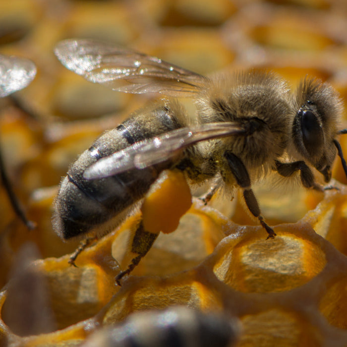 Acheter des essaims et des reines saison 2024