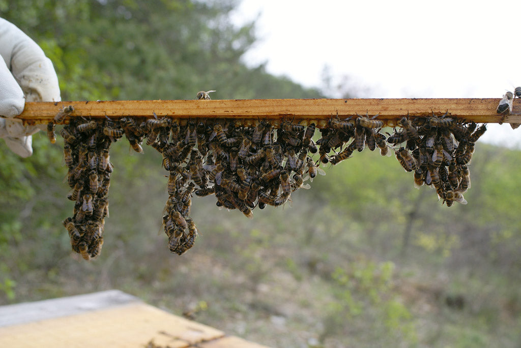 Déclarez vos ruches entre le premier septembre et le 31 décembre